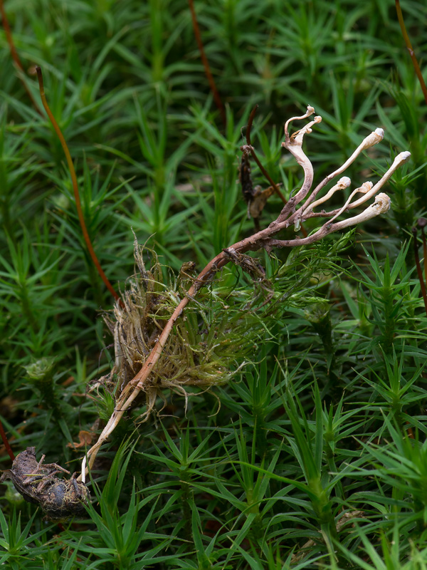 Ophiocordyceps ditmarii